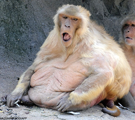 Fattest Monkey Ever