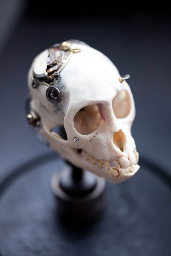 Extreme Steampunk Beyond the Grave Terminal Techno Taxidermy