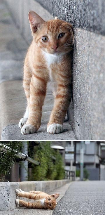 Sidewalking kitten