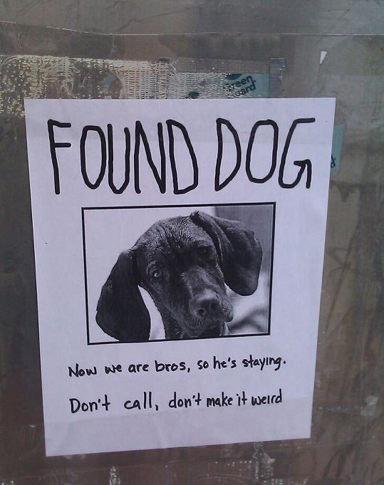 Amazing lost dog poster. 