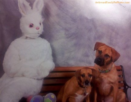 easter bunny pet - Awkward Family Photos.com