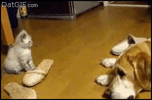 cat vs dog gif - DatGIF.com
