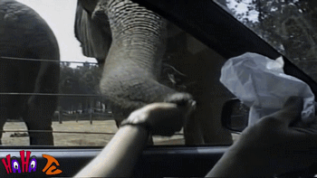 elephant stealing gif