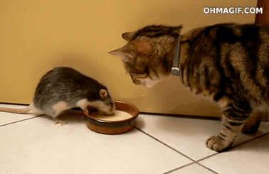 funny cat eating gif - Ohmagif.Com