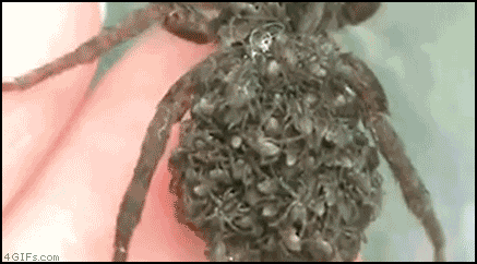 spiders hatching gif - 4 GIFs.com