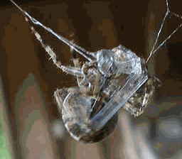 spider wrapping prey gif