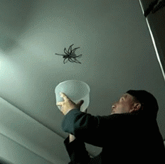 scary spider gif