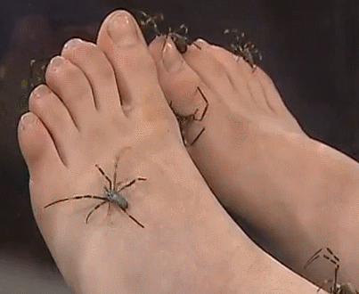 spiders on feet