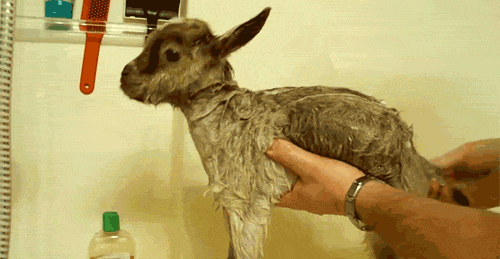 goat bath gif