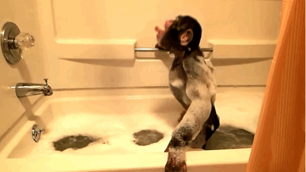 monkey bath gif