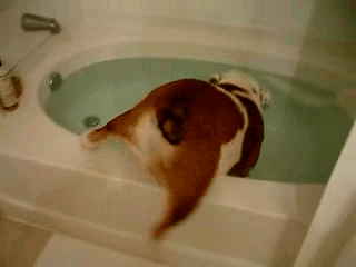 bulldog bath gif