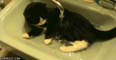 cat in water gif - Senorgif.Com