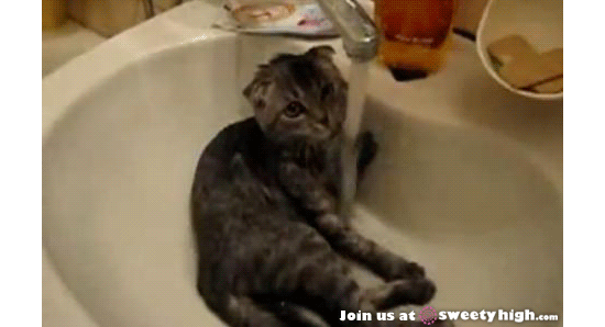 wet cat gif - Join us at sweety high.com