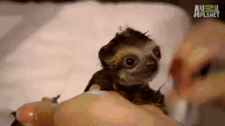 baby sloth taking a bath