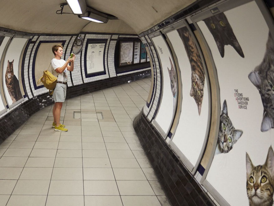 All Advertisements In A London Subway Station Have Been Replaced With Cat Pictures