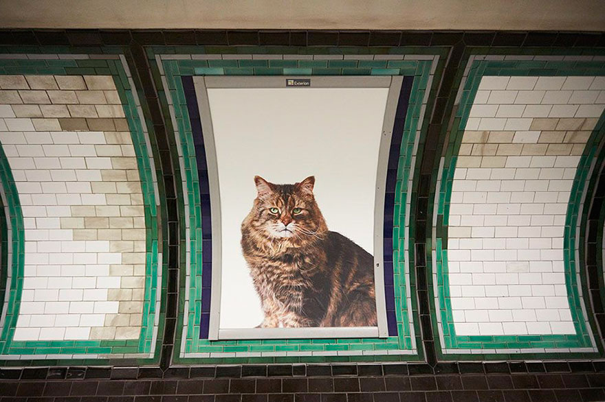 All Advertisements In A London Subway Station Have Been Replaced With Cat Pictures