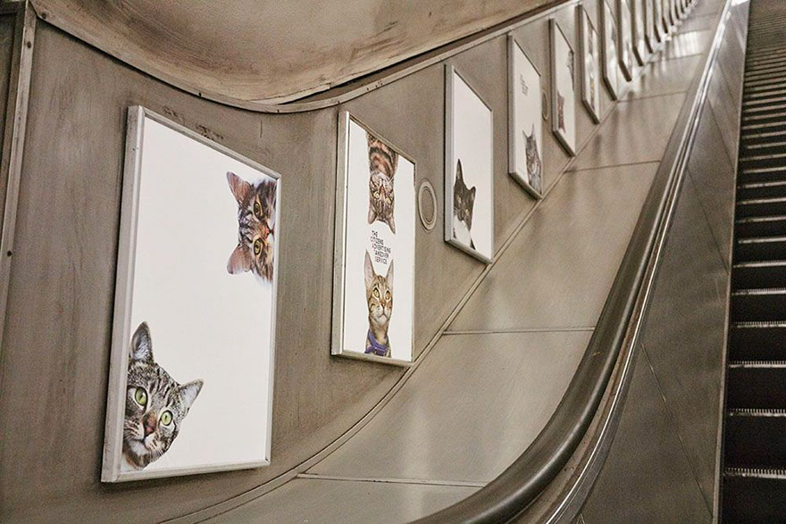 All Advertisements In A London Subway Station Have Been Replaced With Cat Pictures