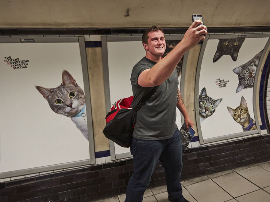 All Advertisements In A London Subway Station Have Been Replaced With Cat Pictures