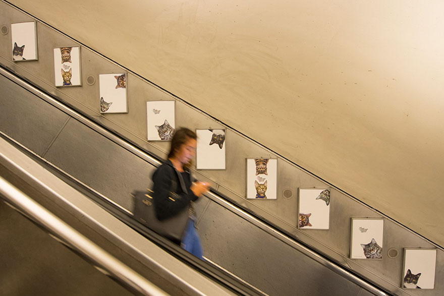 All Advertisements In A London Subway Station Have Been Replaced With Cat Pictures