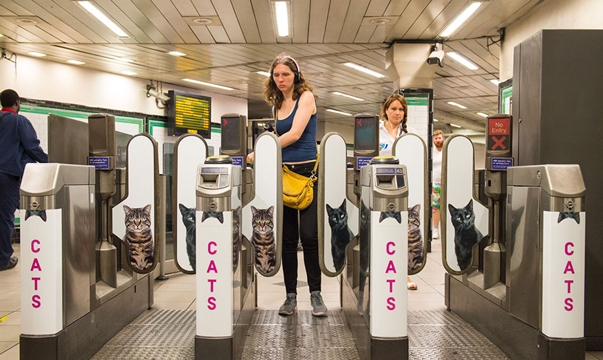 All Advertisements In A London Subway Station Have Been Replaced With Cat Pictures