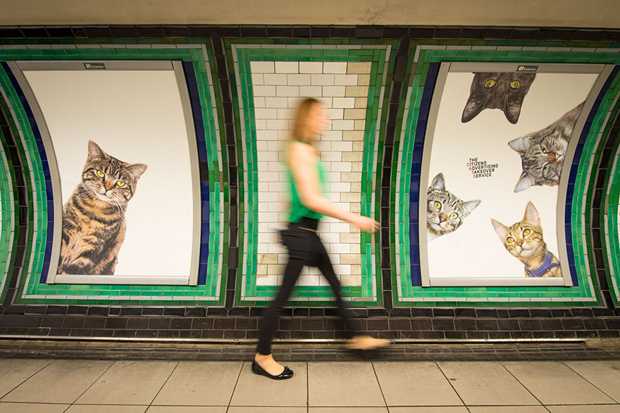 All Advertisements In A London Subway Station Have Been Replaced With Cat Pictures