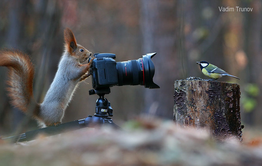 Russian Photographer Captures Adorable Squirrel Photo Shoot