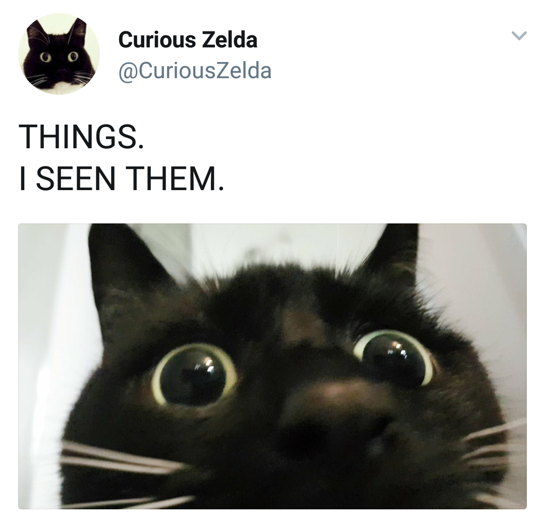 memes - things i seen them cat - Curious Zelda Things I Seen Them.