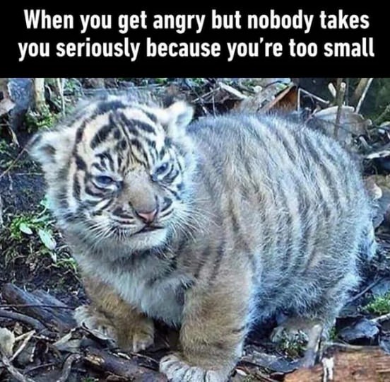 memes - el tigre es pequeno y gordo - When you get angry but nobody takes you seriously because you're too small