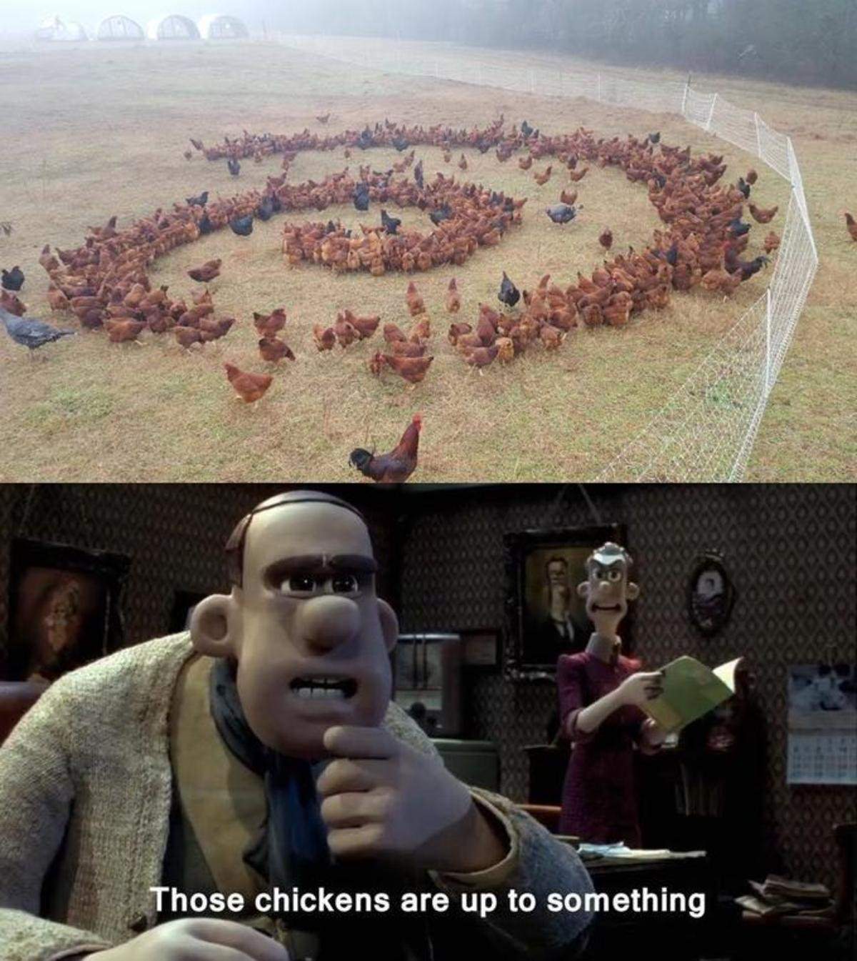 memes - those are up to something - Those chickens are up to something