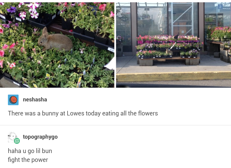 bunny at lowes eating flowers - neshasha There was a bunny at Lowes today eating all the flowers topographygo haha u go lil bun fight the power