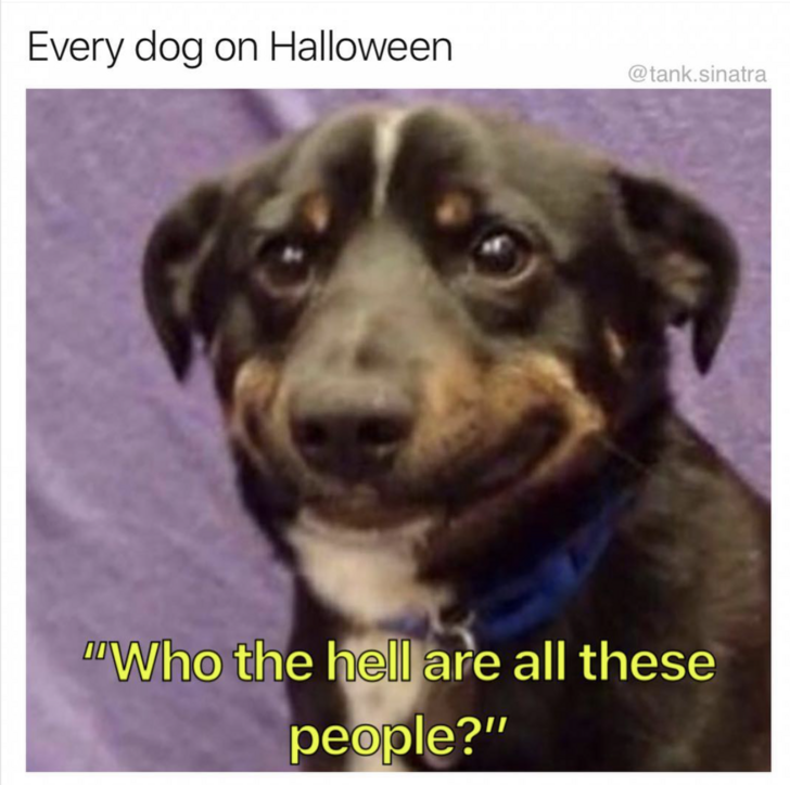 27 Hilarious Halloween Memes and Tweets