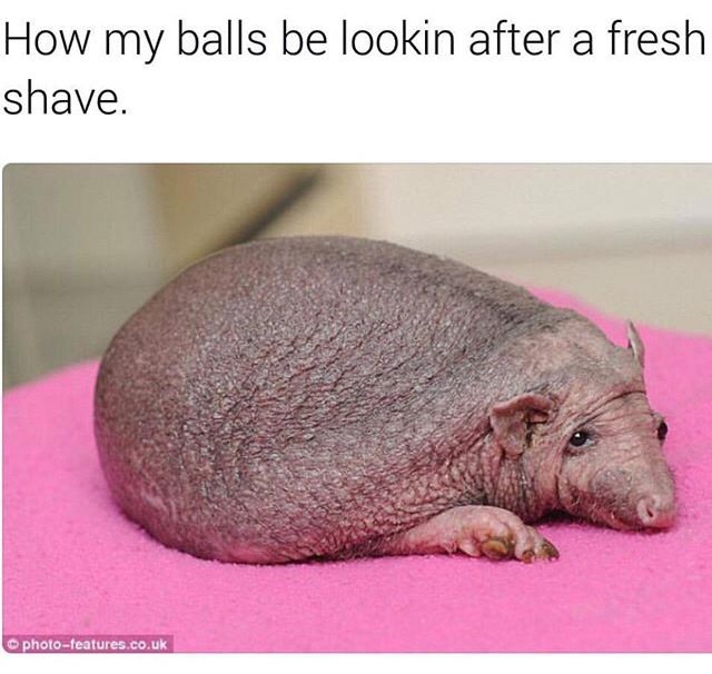 work meme with naked hedgehogs looking like shaved balls