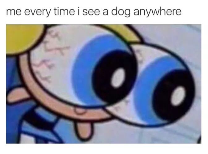 dank meme - me whenever i see a dog - me every time i see a dog anywhere