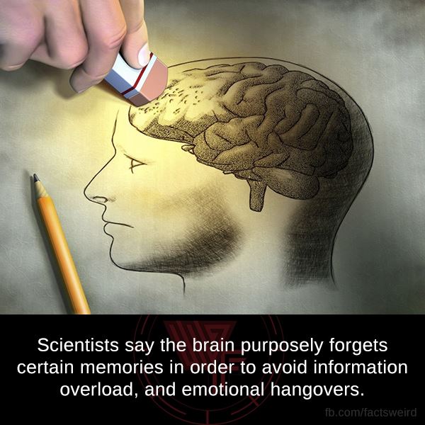 erasing memory - Scientists say the brain purposely forgets certain memories in order to avoid information overload, and emotional hangovers. fb.comfactsweird
