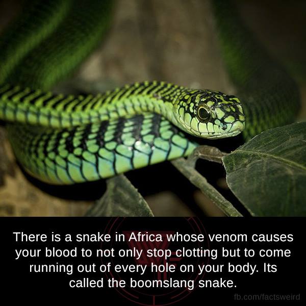 cute boomslang snake - There is a snake in Africa whose venom causes your blood to not only stop clotting but to come running out of every hole on your body. Its called the boomslang snake. fb.comfactsweird
