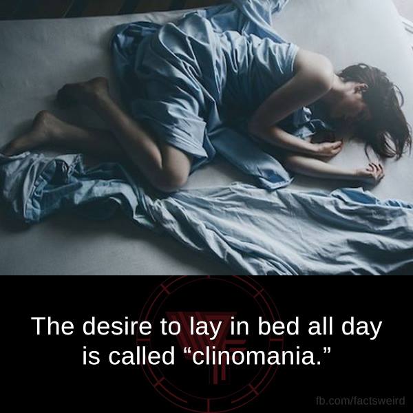 lay on bed - The desire to lay in bed all day is called clinomania." fb.comfactsweird