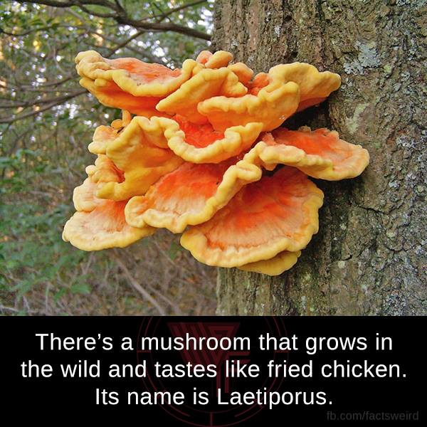 chicken of the woods mushroom - There's a mushroom that grows in the wild and tastes fried chicken. Its name is Laetiporus. fb.comfacisweird