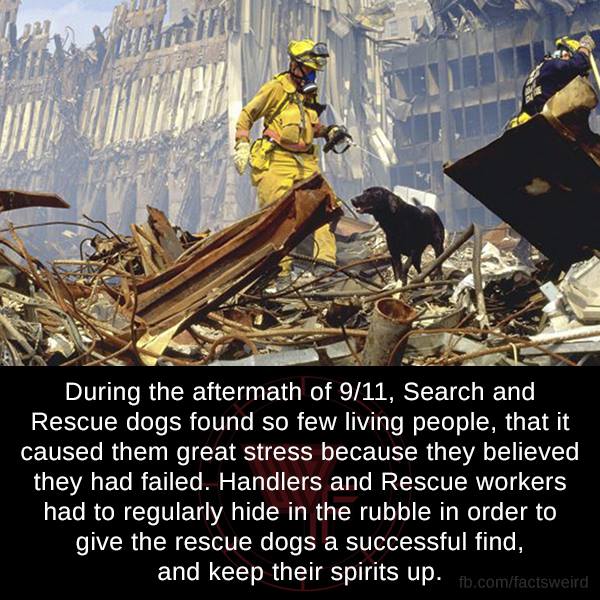9 11 rescue dogs - During the aftermath of 911, Search and Rescue dogs found so few living people, that it caused them great stress because they believed they had failed. Handlers and Rescue workers had to regularly hide in the rubble in order to give the