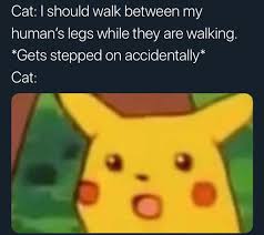 surprised pikachu meme - Cat I should walk between my human's legs while they are walking. Gets stepped on accidentally Cat