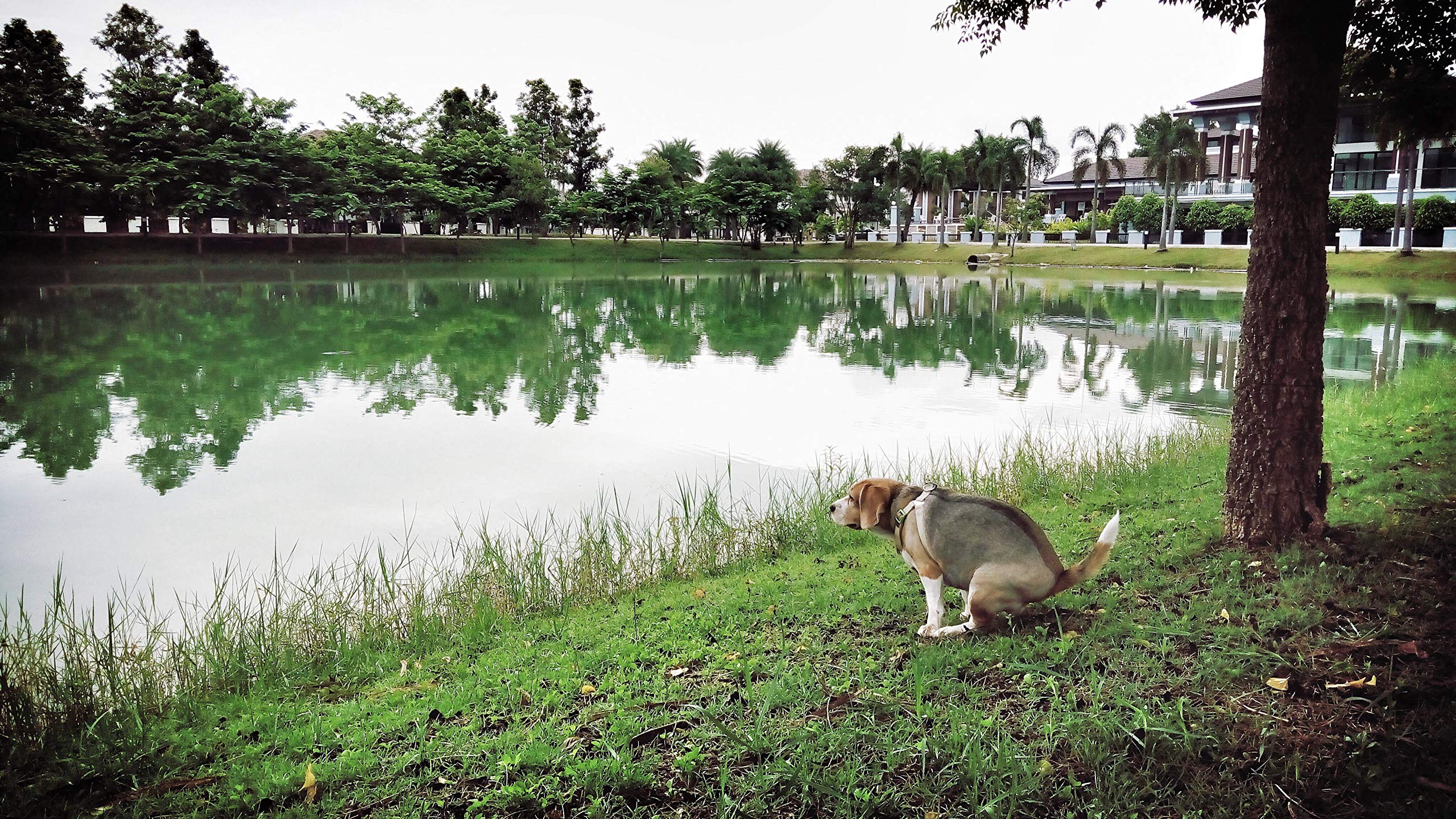 2019 Calendar of Dogs Pooping Is This Years Must Have Gift