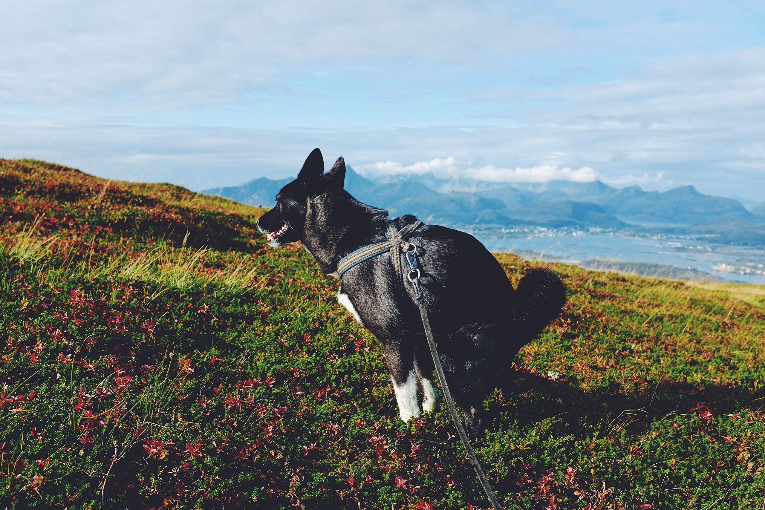 2019 Calendar of Dogs Pooping Is This Years Must Have Gift