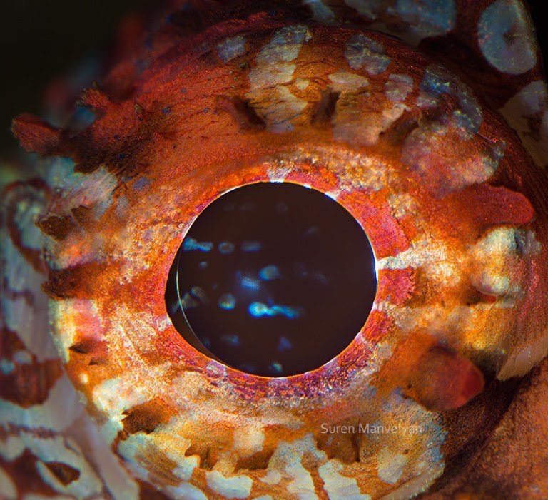 close ups of orange animal eyes - Suren Manvel