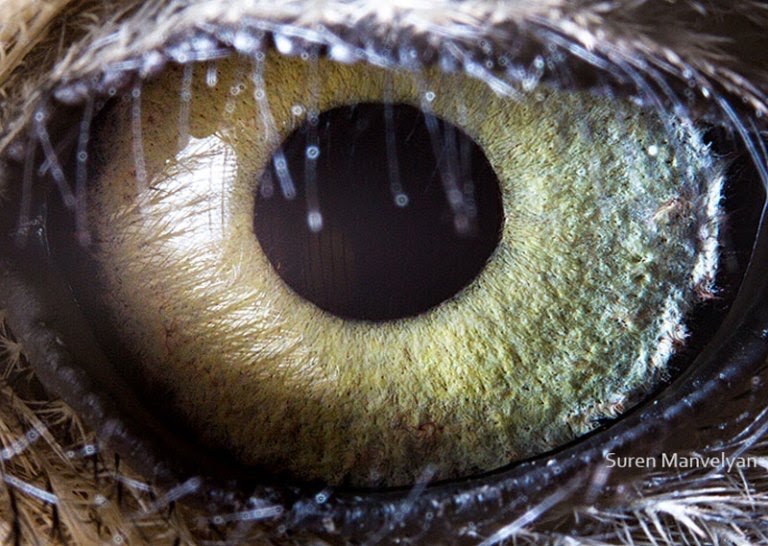 birds eye close up - Suren Manvelyans