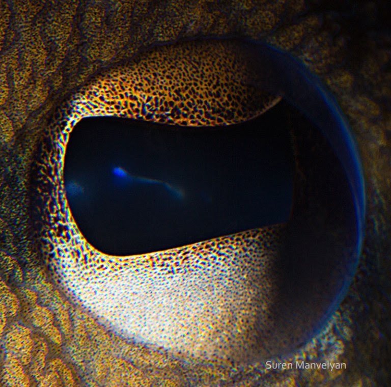 closeup eye octopus