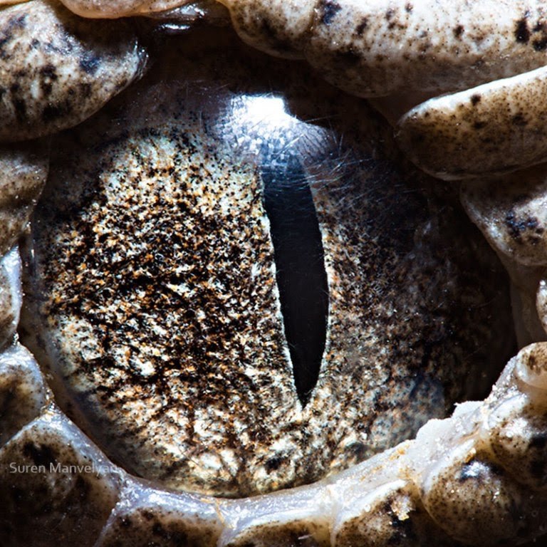 extreme close up of animal eyes