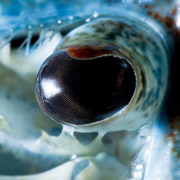 extreme close up of animal eyes - "Suren Manvelya
