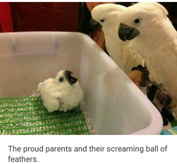cockatoo parents - The proud parents and their screaming ball of feathers.
