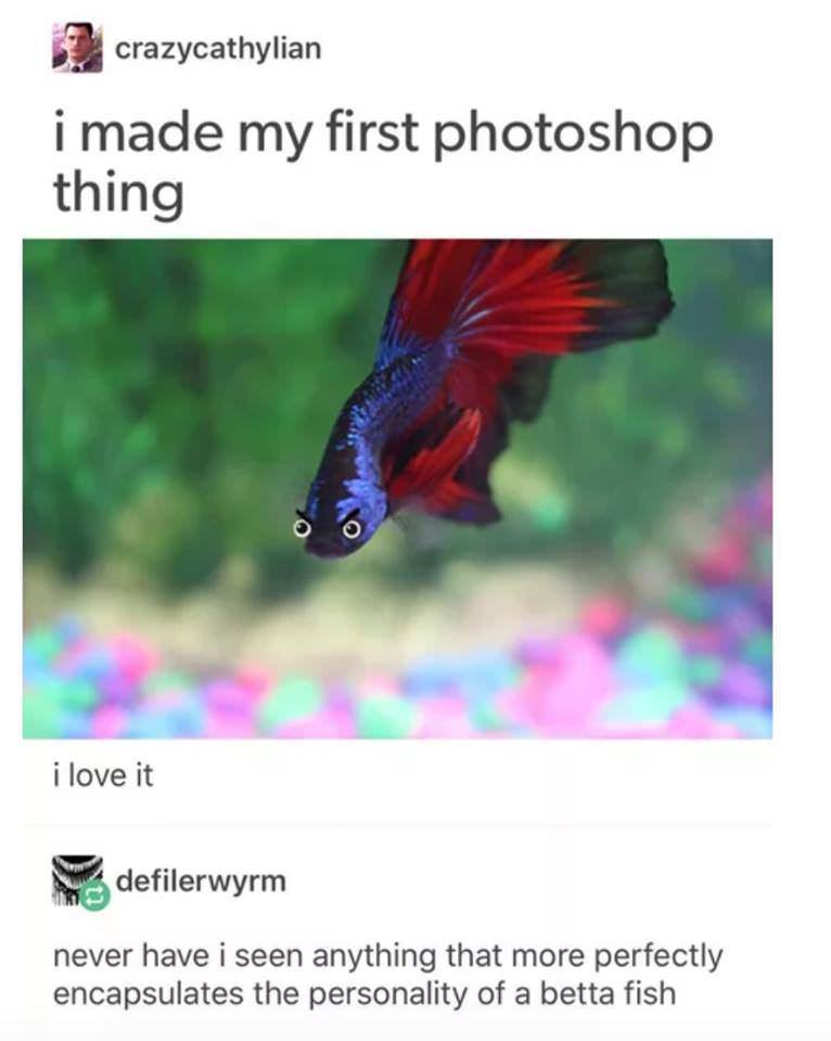 beta fish meme - crazycathylian i made my first photoshop thing i love it defilerwyrm never have i seen anything that more perfectly encapsulates the personality of a betta fish