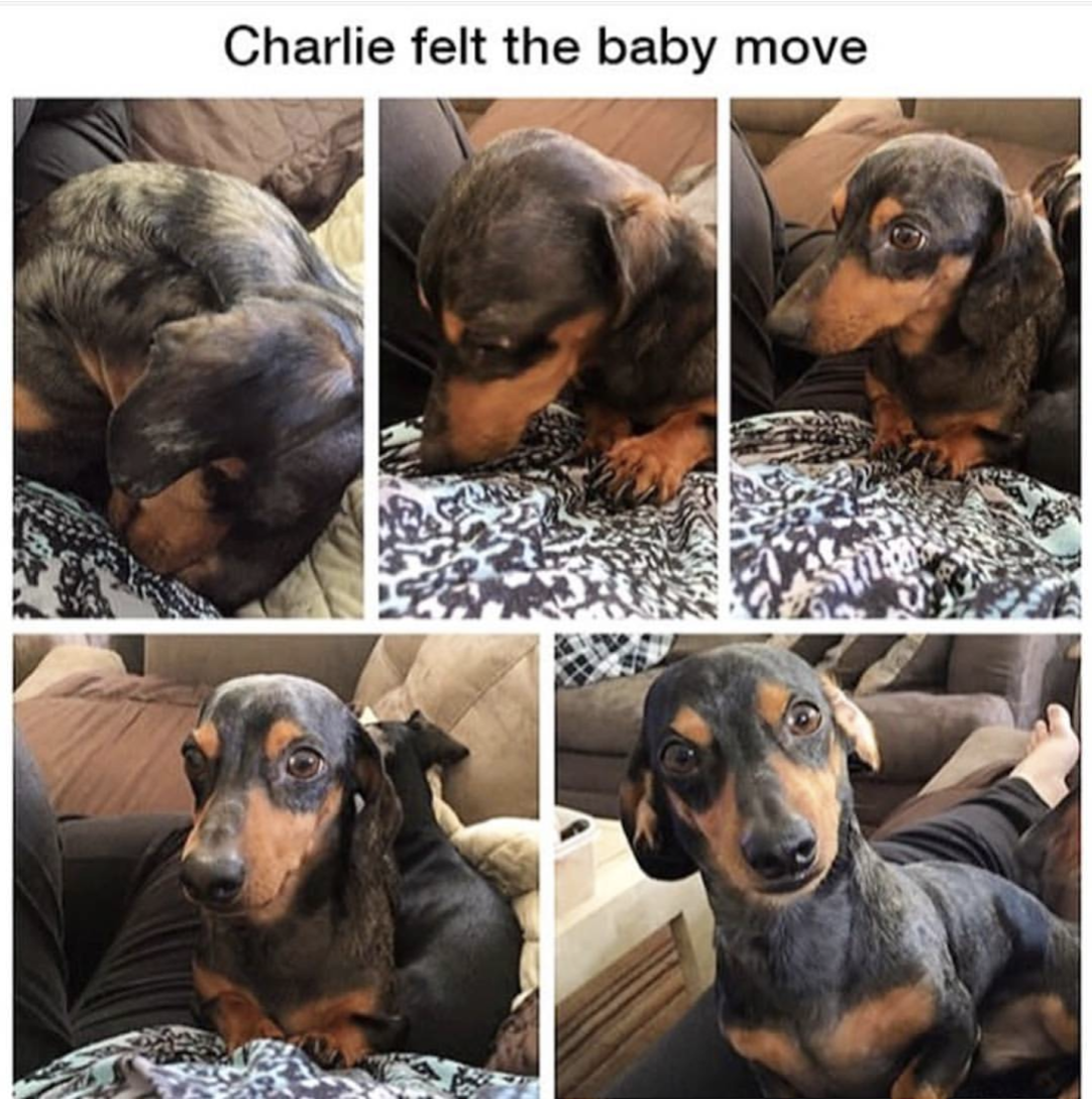 memes - dachshund memes - Charlie felt the baby move