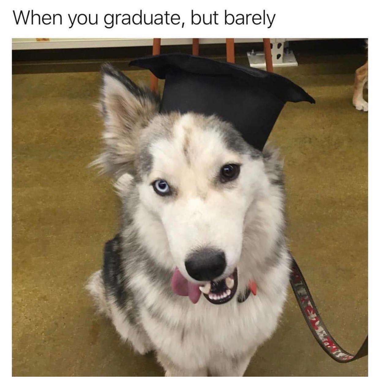 memes - you graduated - When you graduate, but barely
